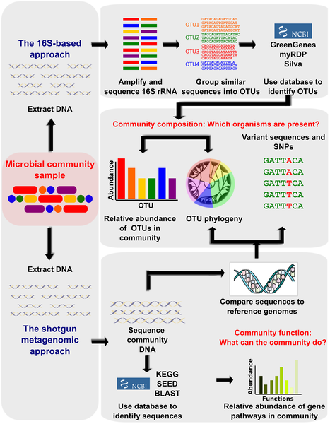 Read book microbes and metagenomics in human health 